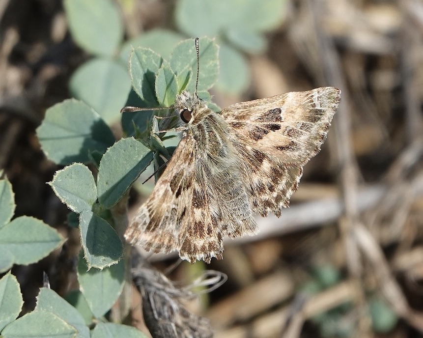 marbled skipper